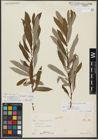 Foto von Salix triandra subsp. amygdalina (L.) Schübl. & G. Martens